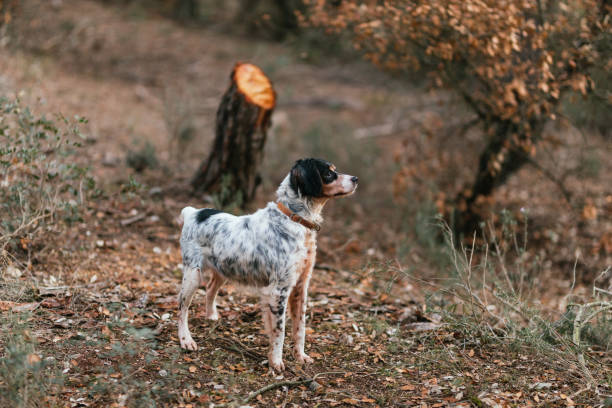 Side view of English Setter dog standing on dry fallen leaves in autumn forest