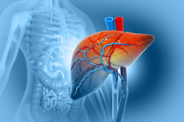 struttura anatomica del fegato umano, illustrazione 3d - liver foto e immagini stock