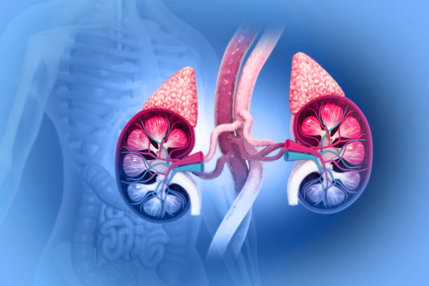 human urinary system kidneys cross section anatomy. 3d illustration - suprarenal gland imagens e fotografias de stock