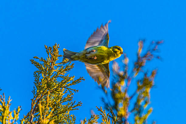 The Serin cini is the smallest of the European finches. It has a large head with a thick beak, a fairly compact body and a rather short tail.
