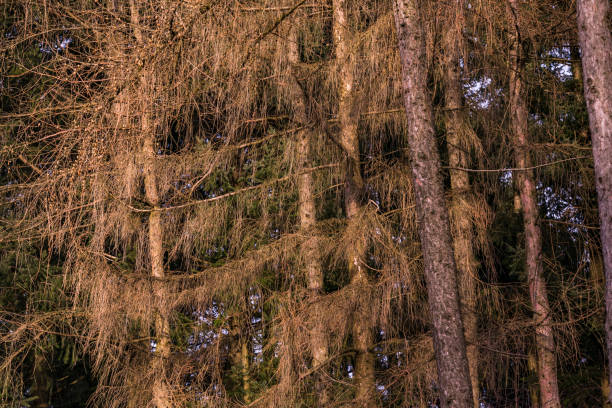 Dead needles and branches in a forest full of dead spruce trees Forest dieback in the German forest is reflected in dead branches and needles acid rain stock pictures, royalty-free photos & images