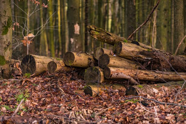 a few felled trees are stacked up in the wintry forest on a forest path at the edge of the field - leaf autumn falling tree imagens e fotografias de stock