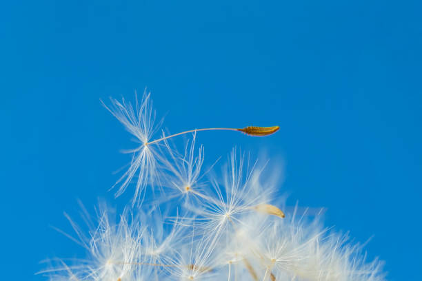 istock Fragile Dandelion Seeds close-up, Blue Sky. Abstract natural background 1383024944