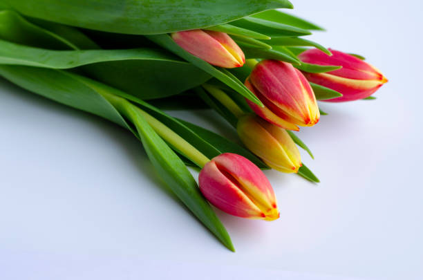 Tulip flowers close-up on a light background