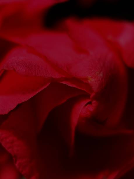 istock Beautiful red rose leaves macro photo in high resolution 1383025287