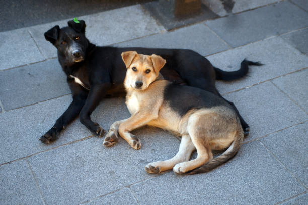 istock mother and baby stray dogs 1383025872
