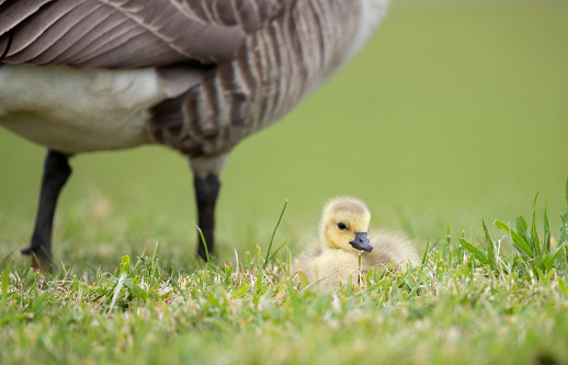 Young canada goose looking adorable