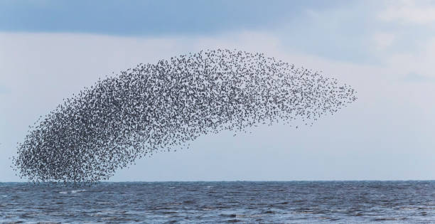 istock Murmuration of Knot 1383026585