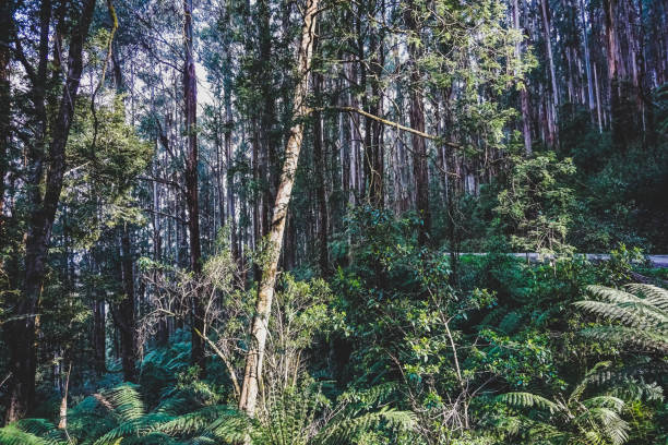 istock A look into the forest in Australia. 1383026700