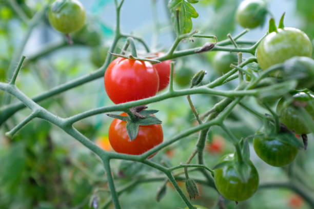 istock Red and green young tomatoes on branches, close-up. Horizontal composition with a tomato bush and ripening tomatoes for publication, poster, screensaver, wallpaper, postcard, banner, cover, post 1383028084