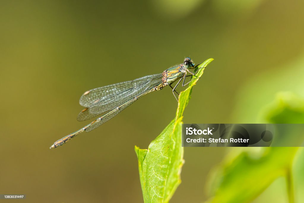 Eine Weide Smaragd verdammt ruht auf einem Blatt - Lizenzfrei Auge Stock-Foto Eine Weide Smaragd verdammt ruht auf einem Blatt - Lizenzfrei Auge Stock-Foto
