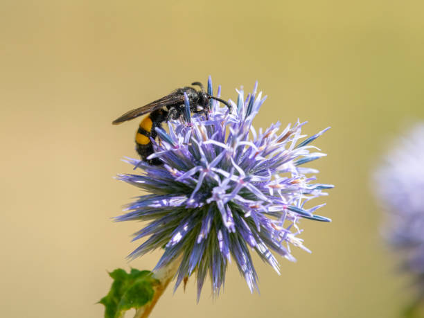 istock Scolia hirta feeding on a purple flower 1383031644
