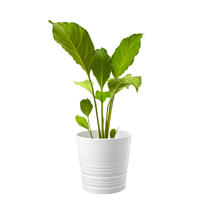 Green plant in a pot isolated on white background. Home interior design.