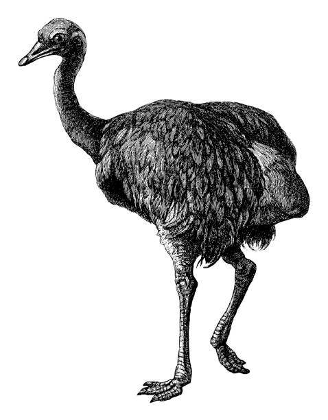 istock Greater rhea or common rhea (Rhea americana) - Vintage engraved illustration 1383032631
