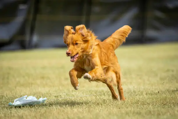 Photo of Nova Scotia Duck Toller dog on the lure course