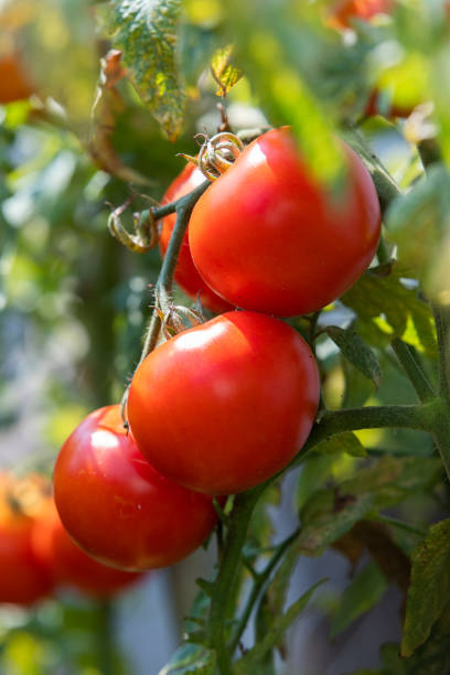 istock Growth ripe tomato in greenhouse 1383033148