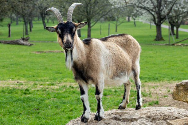 istock goat on the pasture portrait 1383033965