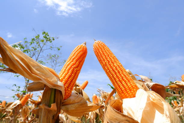 corn on the stalk dry corn stock photo