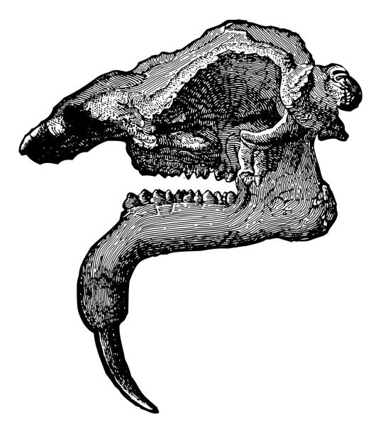 Vintage engraved illustration isolated on white background - Skull Dinotherium giganteum (Tertiary period 66 million to 2.6 million years ago)