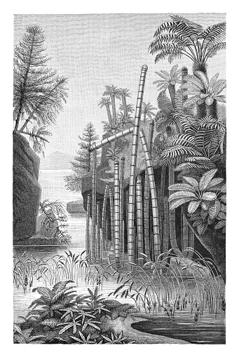 Vintage engraved illustration isolated on white background - Triassic flora (Triassic Period - 252-201 million years ago)
