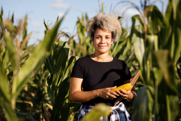 mujer en un campo de maíz sosteniendo una mazorca - corn corn crop corn on the cob isolated fotografías e imágenes de stock