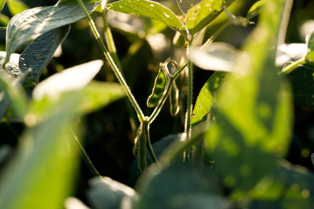 Women working in agrobusiness