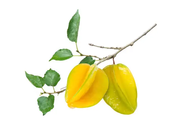 Fresh carambola fruit (Starfruit, star apple) with green leaves on tree branch isolated on white background.