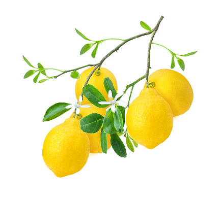 Lemon with green leaves and flower on tree branch isolated on white background.