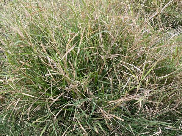 Cenchrus ciliaris is a species of grass native to most of Africa, southern Asia, southern Iran, and the extreme south of Europe. Other names by which this grass is known include dhaman grass, anjan grass, koluk katai and buffelgrass. cenchrus ciliaris es una especie de hierba nativa de la mayor parte de África, el sur de asia, el sur de irán y el extremo sur de europa. otros nombres por los que se conoce esta hierba incluyen hierba dhaman, hierba anjan, koluk katai y buffelgrass.