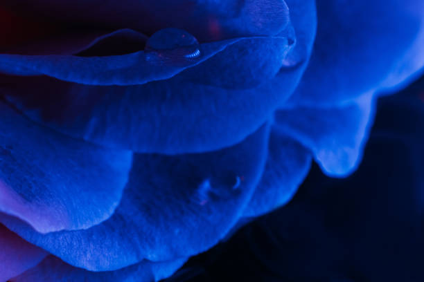 istock flower macro background neon blue rose petals 1383039346