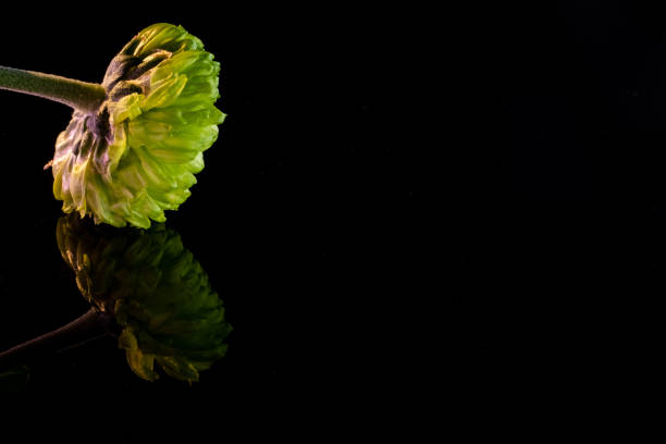 istock flower art minimal floral background green black 1383039360