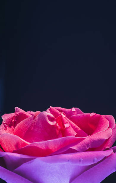 цветок макро фон неон розовые лепестки розы - close up flower high contrast spring стоковые фото и изображения