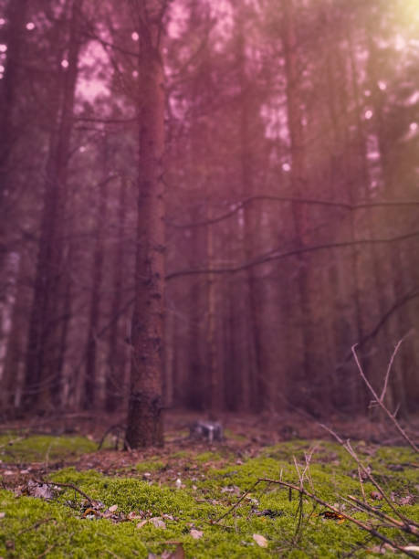 istock Dramatic scene landscape in the forest. Strange misty forest in autumn. 1383039527