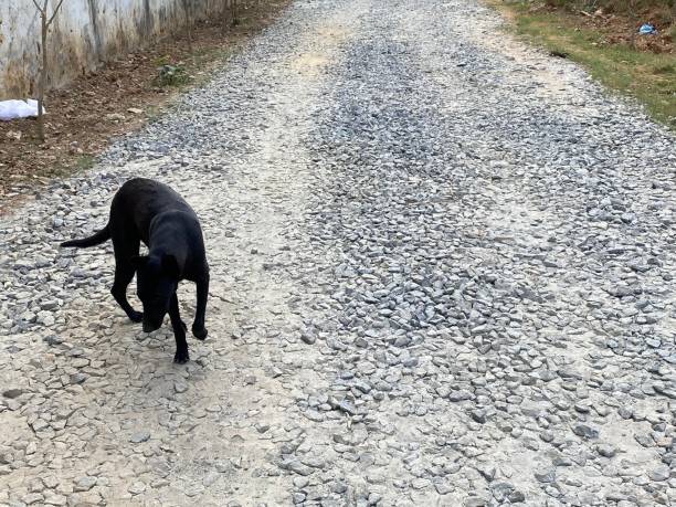istock Dog walking on stony road 1383043442