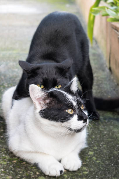 istock A cat on top of another playing and looking at the camera 1383043878