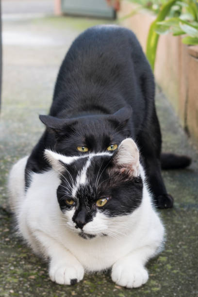 istock A cat on top of another playing and looking at the camera 1383043892