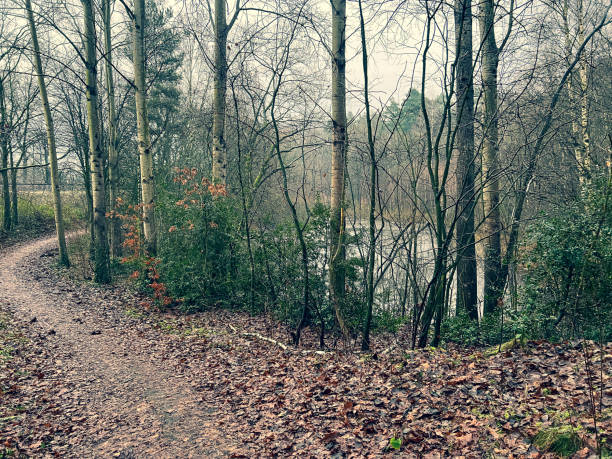 istock Path through a forest in winter in the city called 