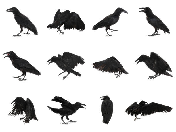 Collage with black ravens on white background Collage with black ravens on white background white crow stock pictures, royalty-free photos & images