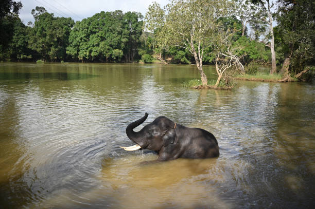A young elephant sprayed with water by a water hose during a hot summer day