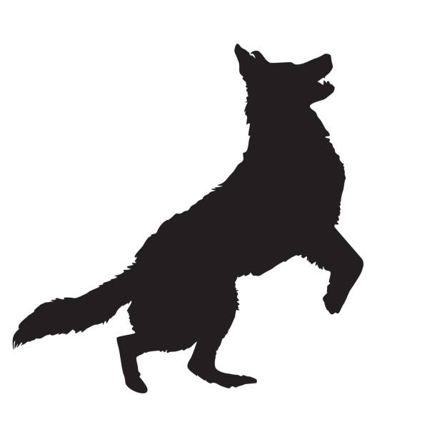 Dog silhouette isolated on white background. Pet dog jumping black icon. Watchdog symbol. German shepherd dog. Large breed housedog stands on its hind legs. Dog standing or leaping. Dog training school. Stock vector illustration huge black dog stock illustrations