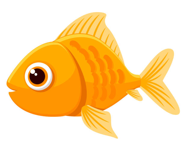 goldfisch-nahaufnahme auf weißem grund. zeichen - goldfish stock-grafiken, -clipart, -cartoons und -symbole