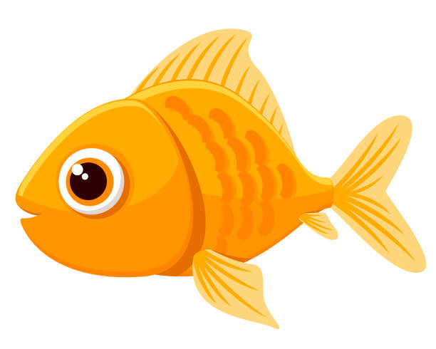 illustrazioni stock, clip art, cartoni animati e icone di tendenza di primo piano del pesce rosso su uno sfondo bianco. carattere - goldfish