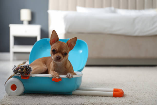 屋内の青いスーツケースにかわいいチワワ犬。ペットフレンドリーホテル - hotel hotel room bed luxury ストックフォトと画像