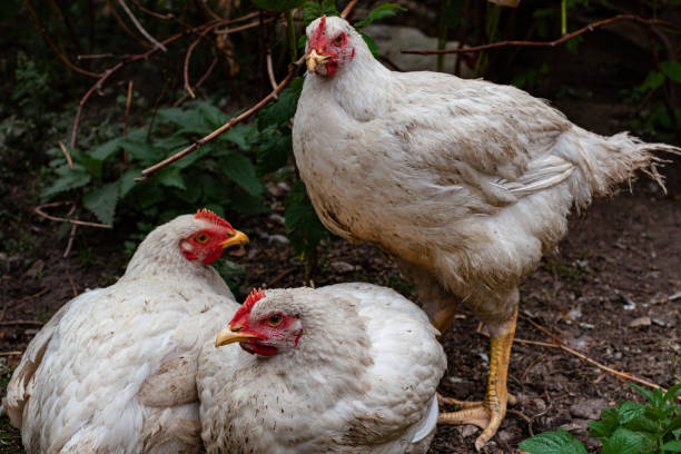istock broiler chickens are white in one place 1383051293