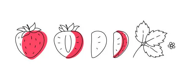 Vector illustration of Strawberry outline doodle with spots. Whole, pieces, seed and leaves