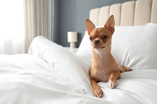 Lindo perro Chihuahua en la cama en la habitación. Hotel que admite mascotas photo