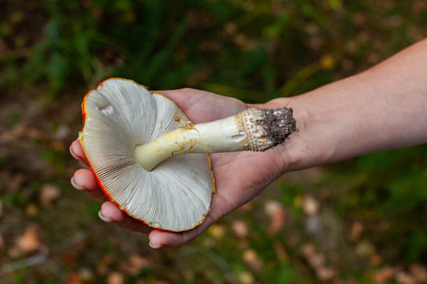 istock mushroom with a white leg and a hat in hand 1383061166