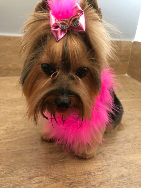 istock Dog dressed with pink accessories 1383061287