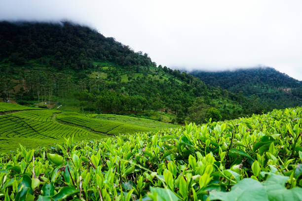 istock A view of a green tea plantation in Pangalengan, West Java, Indonesia. 1383064097