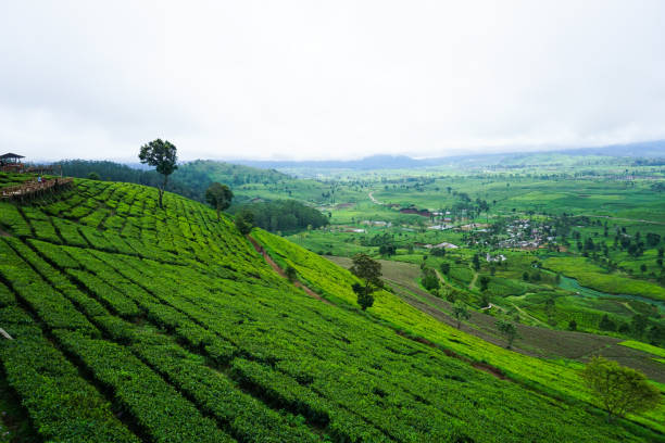 istock A view of a green tea plantation in Pangalengan, West Java, Indonesia. 1383068734